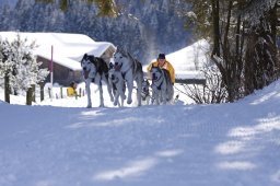 Lenk 2013